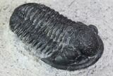 Bargain, Gerastos Trilobite Fossil - Morocco #87567-3